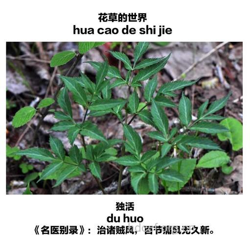 绿花独活的功效与作用