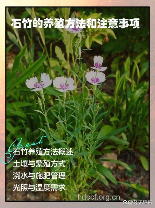 石腊竹的功效与作用