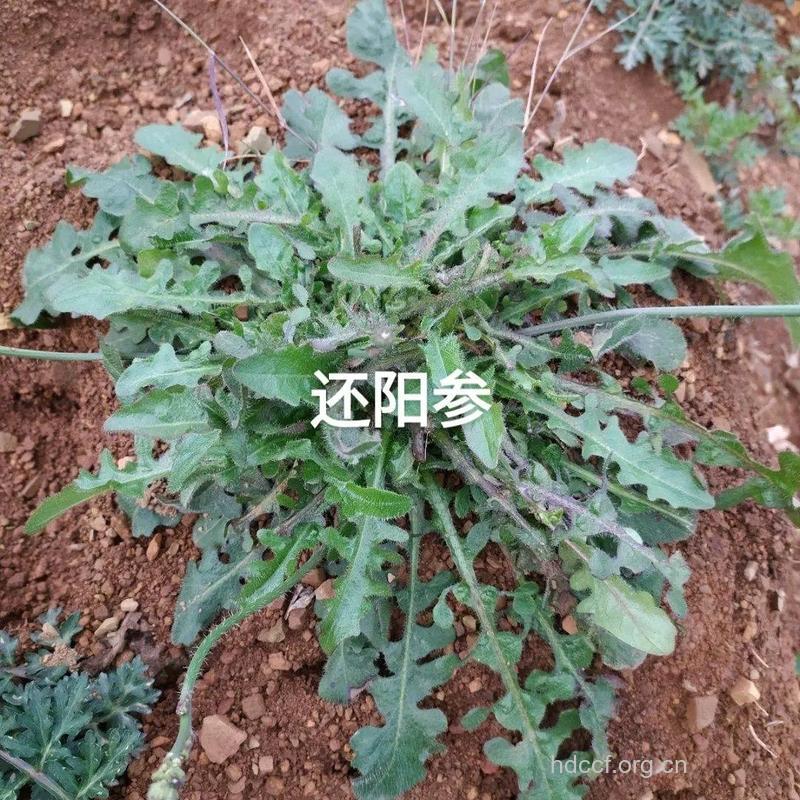 肉根还阳参的功效与作用