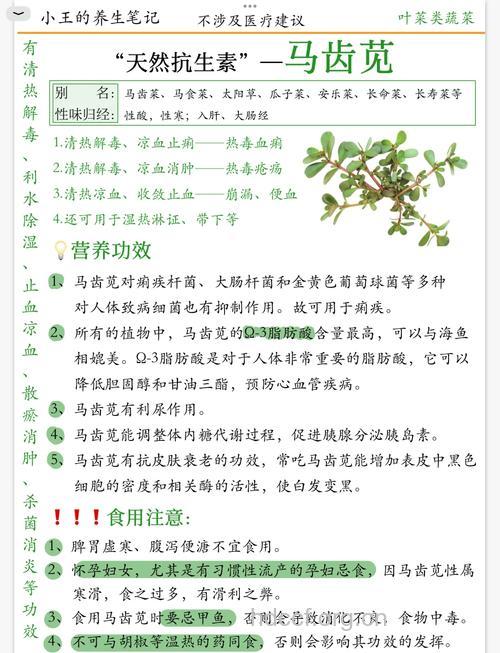 清热解毒 马齿苋的功效与作用