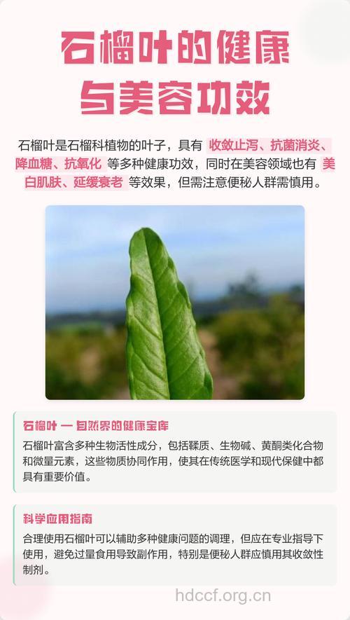 石榴叶的功效与作用