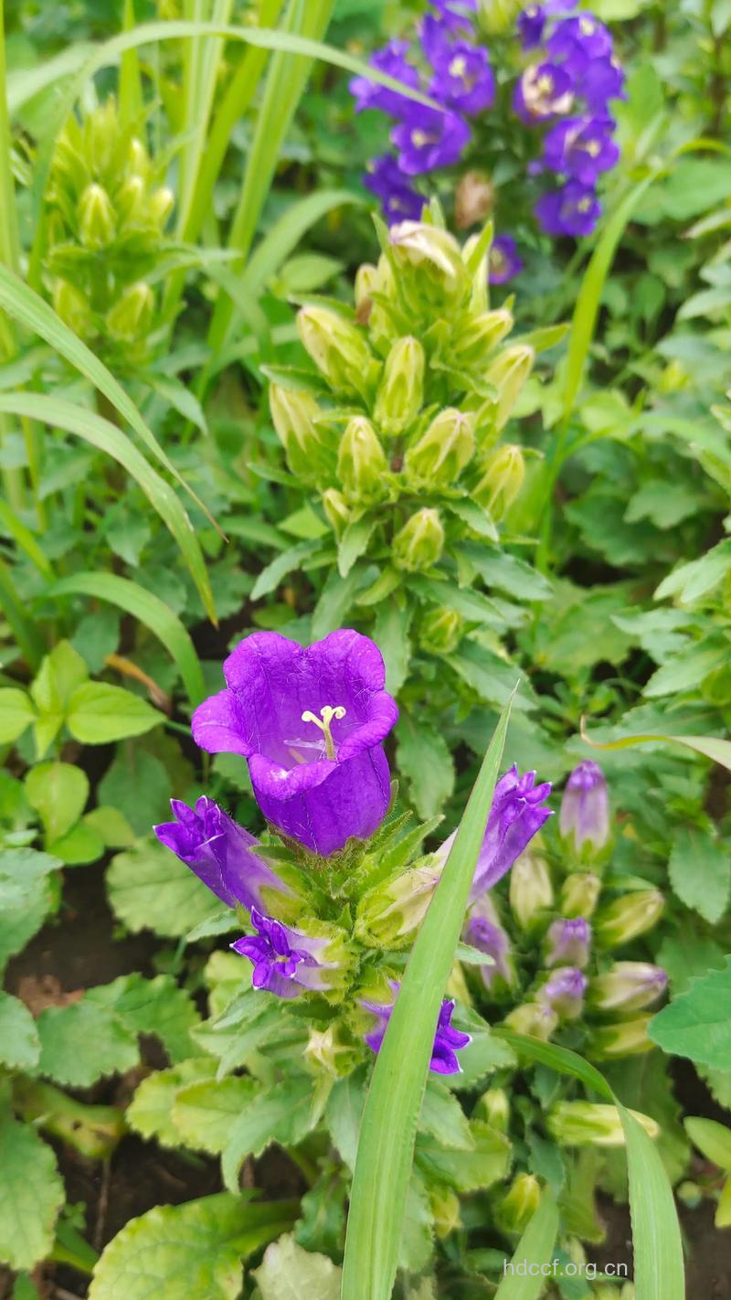 聚花风铃草的功效与作用