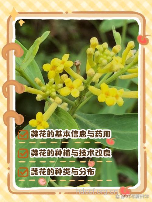 荛花的功效与作用