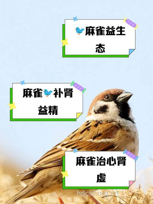 麻雀虽然小 但能补肾壮阳