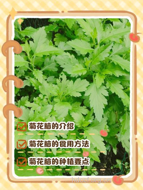 菊花脑的食用方法 菊花脑的吃法