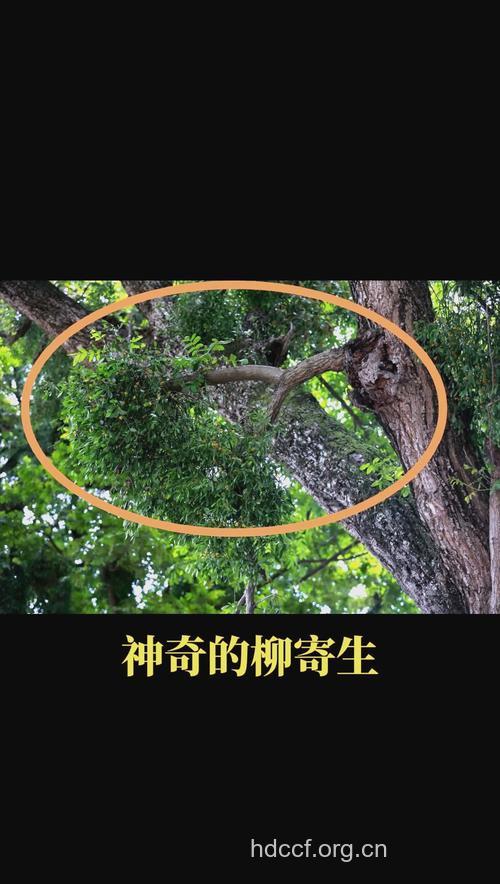 柳树寄生的功效与作用