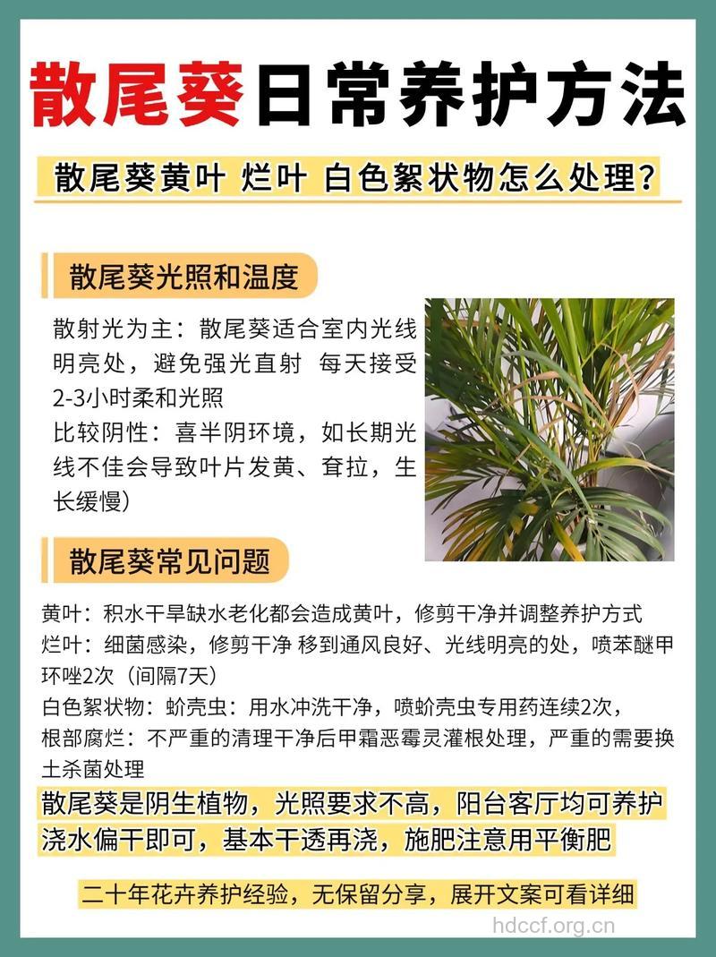 散尾葵的功效与作用