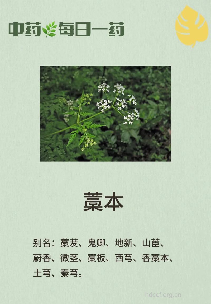 美脉藁本的功效与作用