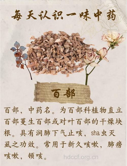 山百部的功效与作用