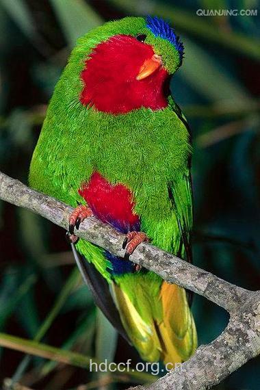 鹦鹉的功效与作用