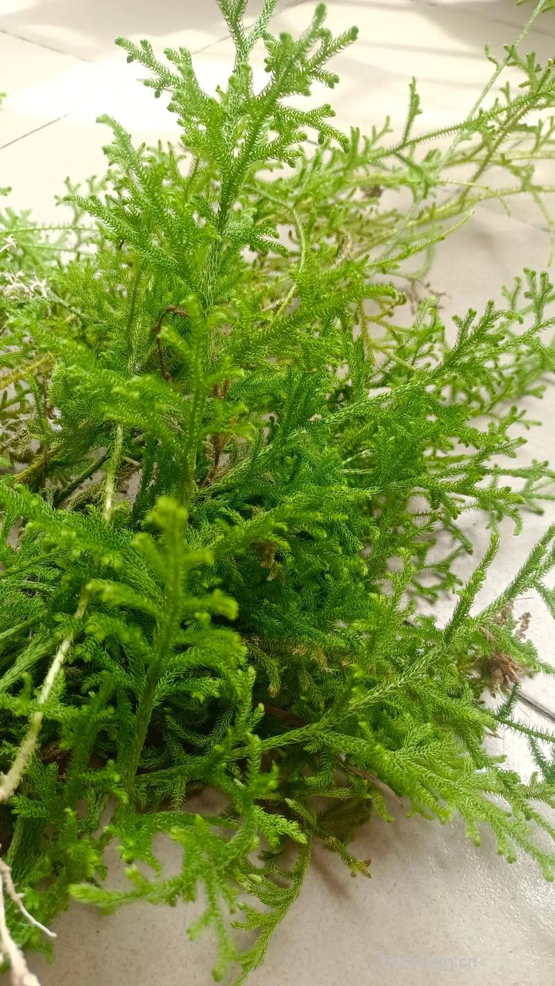 小石松的功效与作用