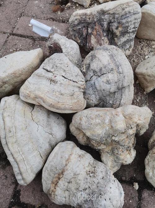 苦白蹄的功效与作用