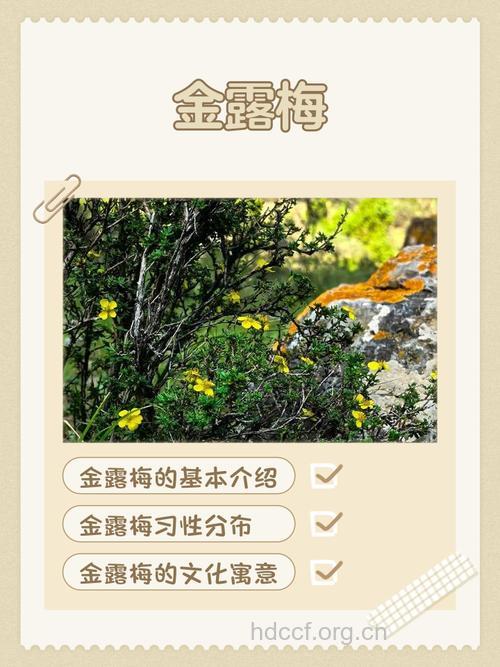 金露梅的功效与作用