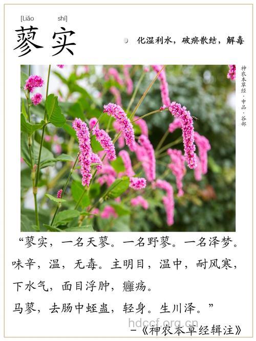 蓼实的功效与作用