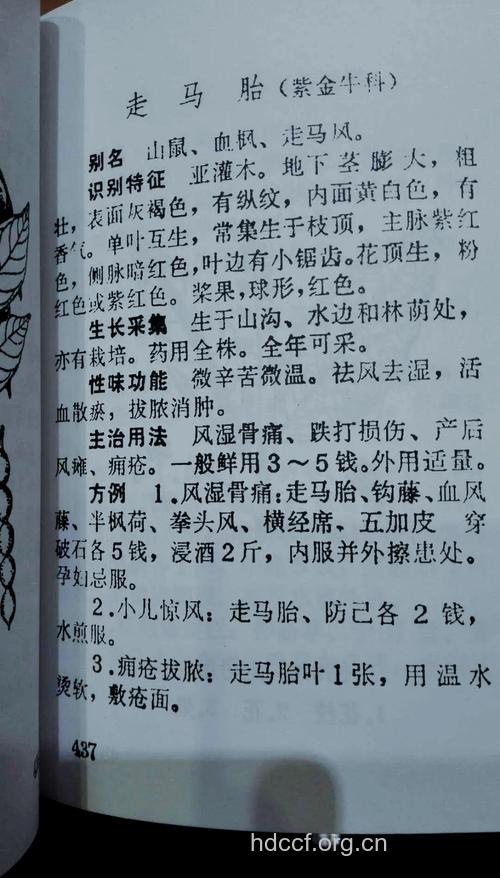 走马胎叶的功效与作用