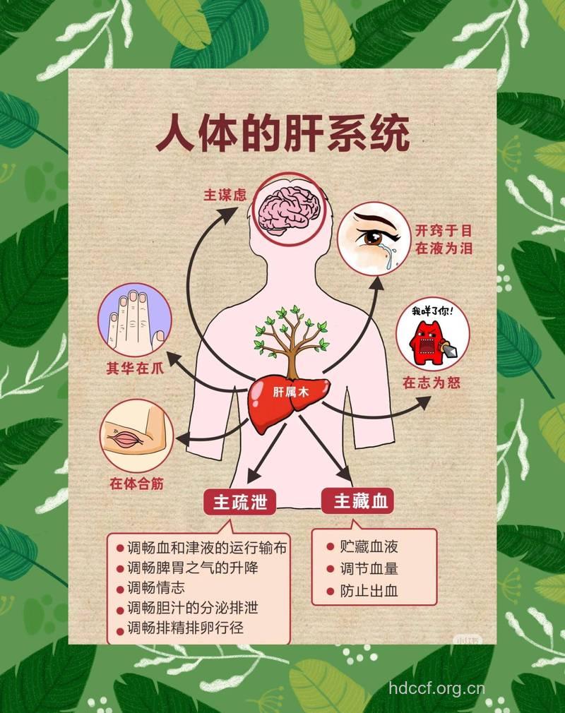 亚健康与肝功能的关系