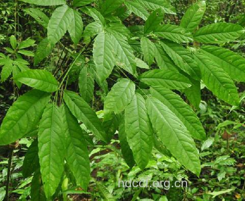 油散木的功效与作用