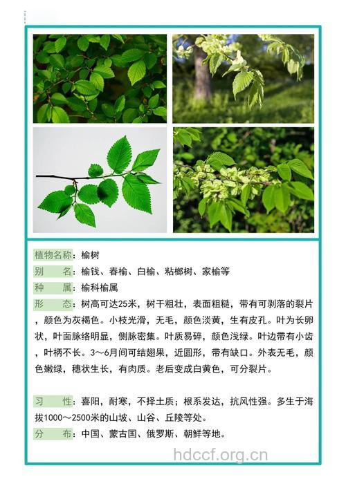 榆树的功效与作用