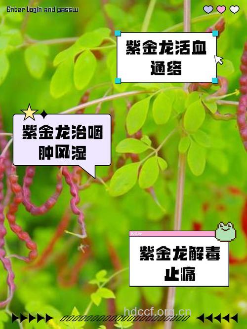 紫金龙的功效与作用