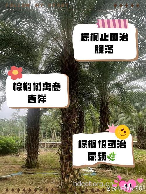 榈木的功效与作用