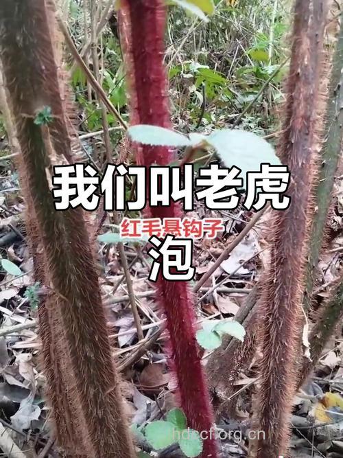 老虎泡的功效与作用