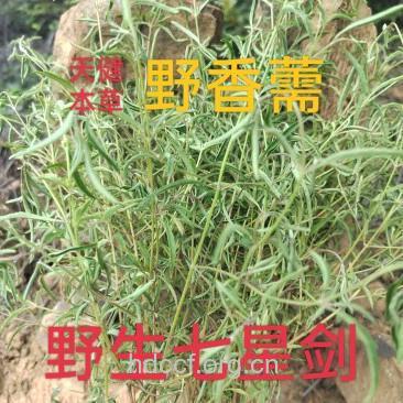 细叶七星剑的功效与作用