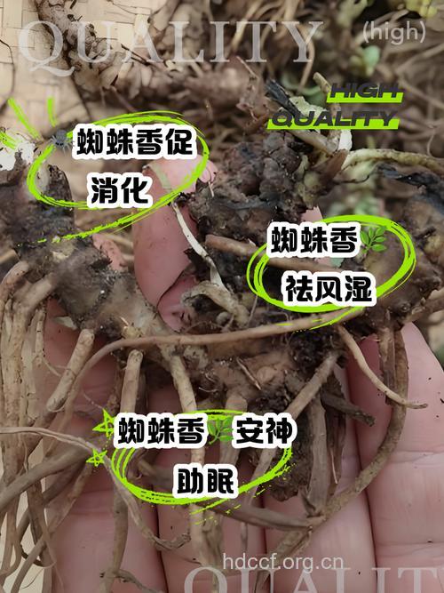 蜘蛛香的功效与作用