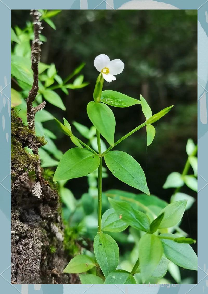 罗星草的功效与作用