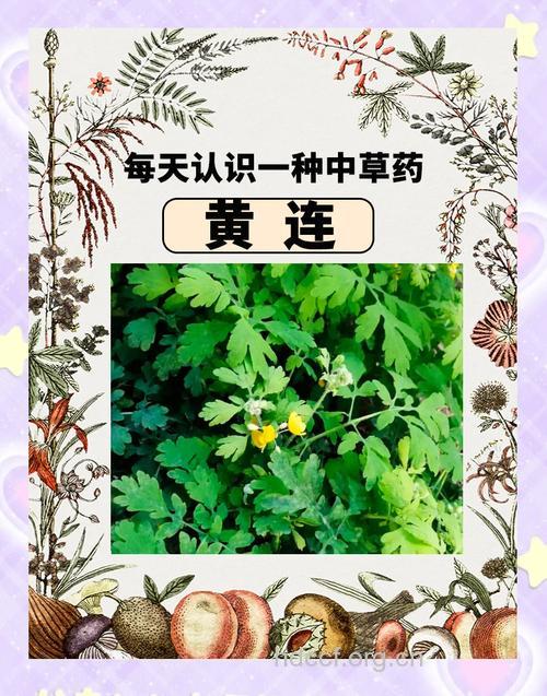 菊花黄连的功效与作用