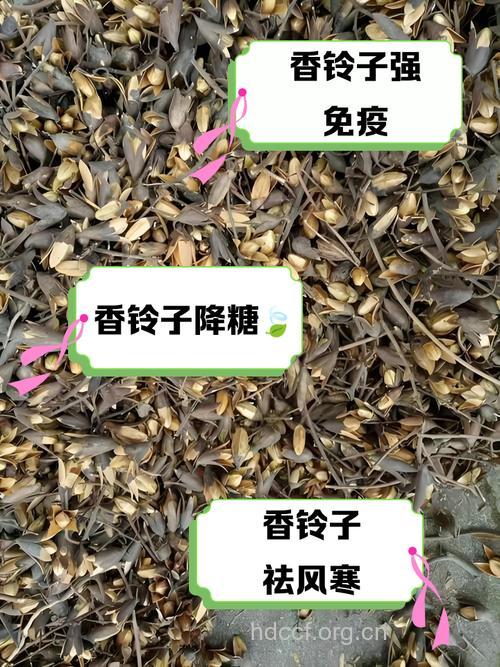 浙江铃子香的功效与作用