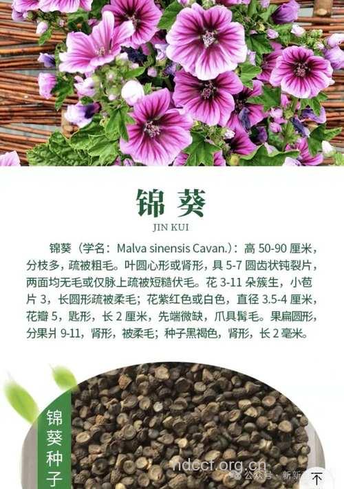 锦葵的功效与作用