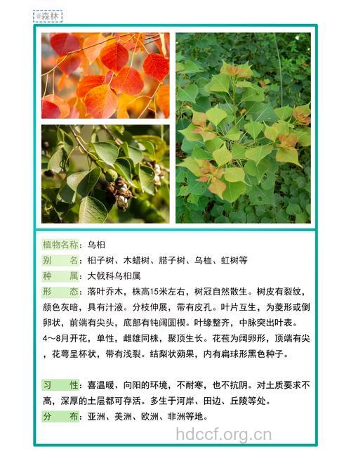 山乌桕的功效与作用