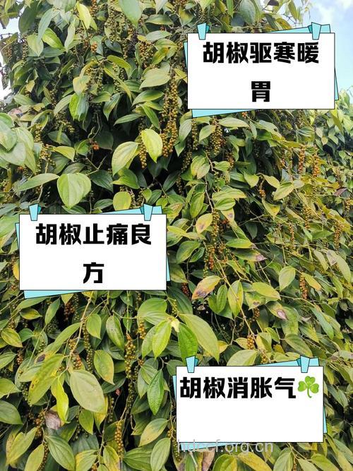 岩胡椒的功效与作用