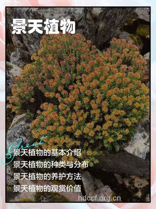 岩景天的功效与作用