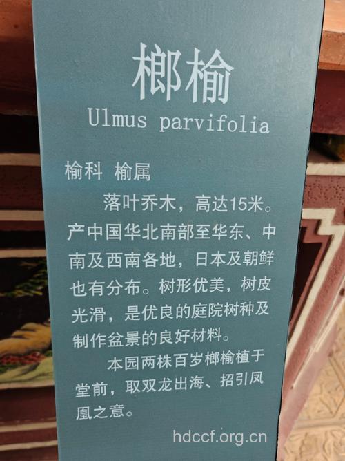 榔榆茎叶的功效与作用