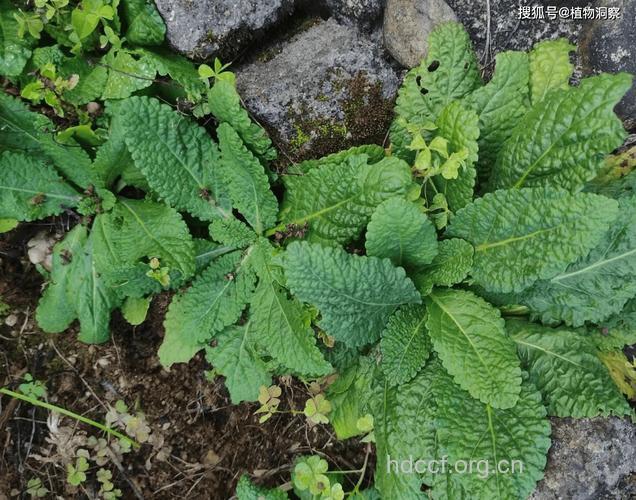 蟾蜍草怎么吃 推荐蟾蜍草的4种吃法