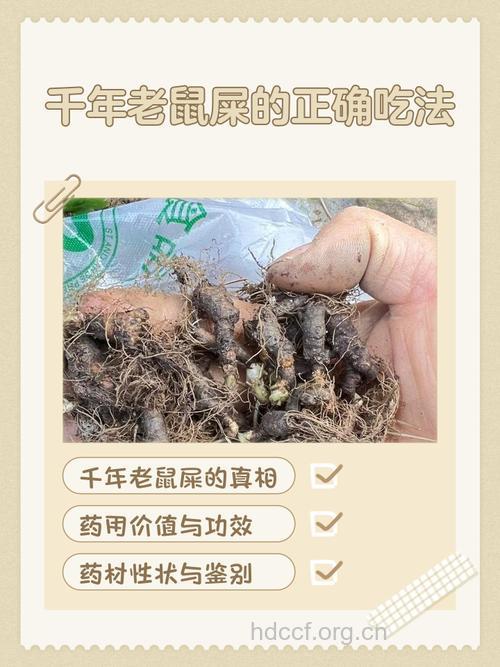 千年耗子屎种子的功效与作用
