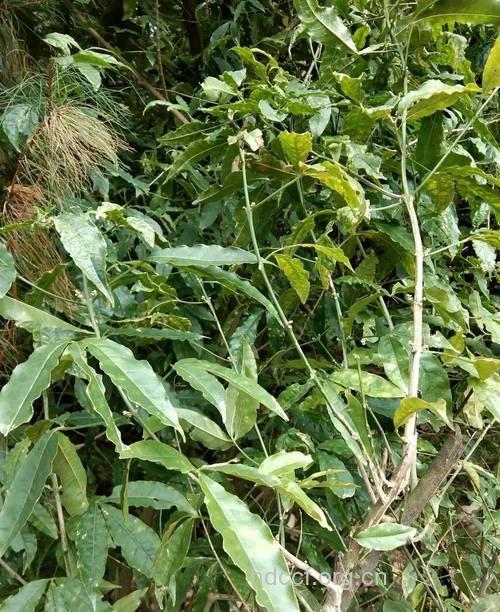 三叉虎根的功效与作用