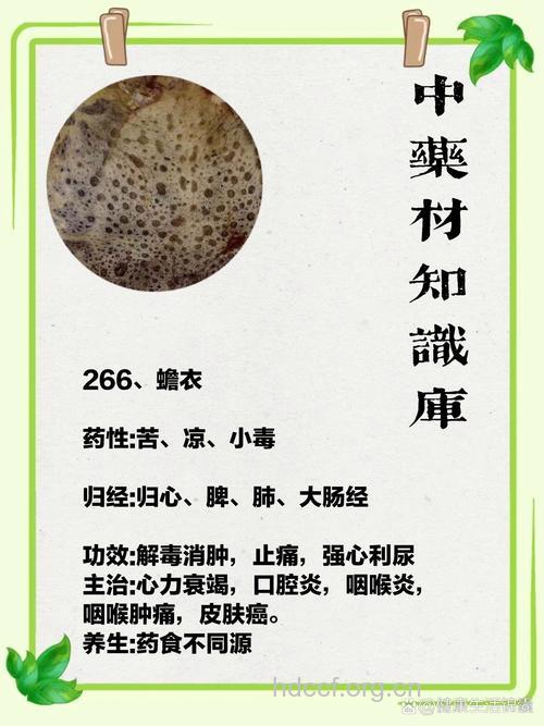 蛤蟆衣泡水的副作用
