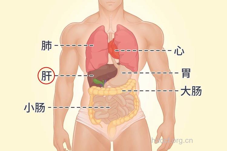 肝在身体里的位置