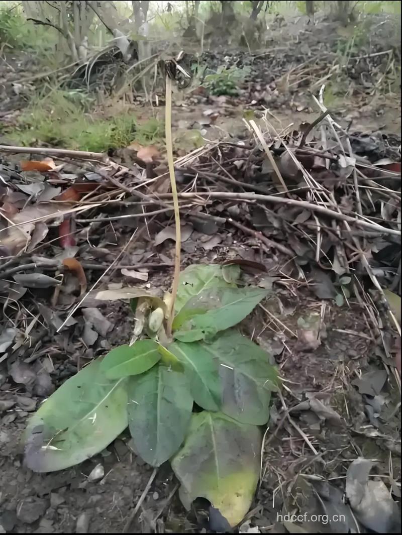 一枝香的功效与作用