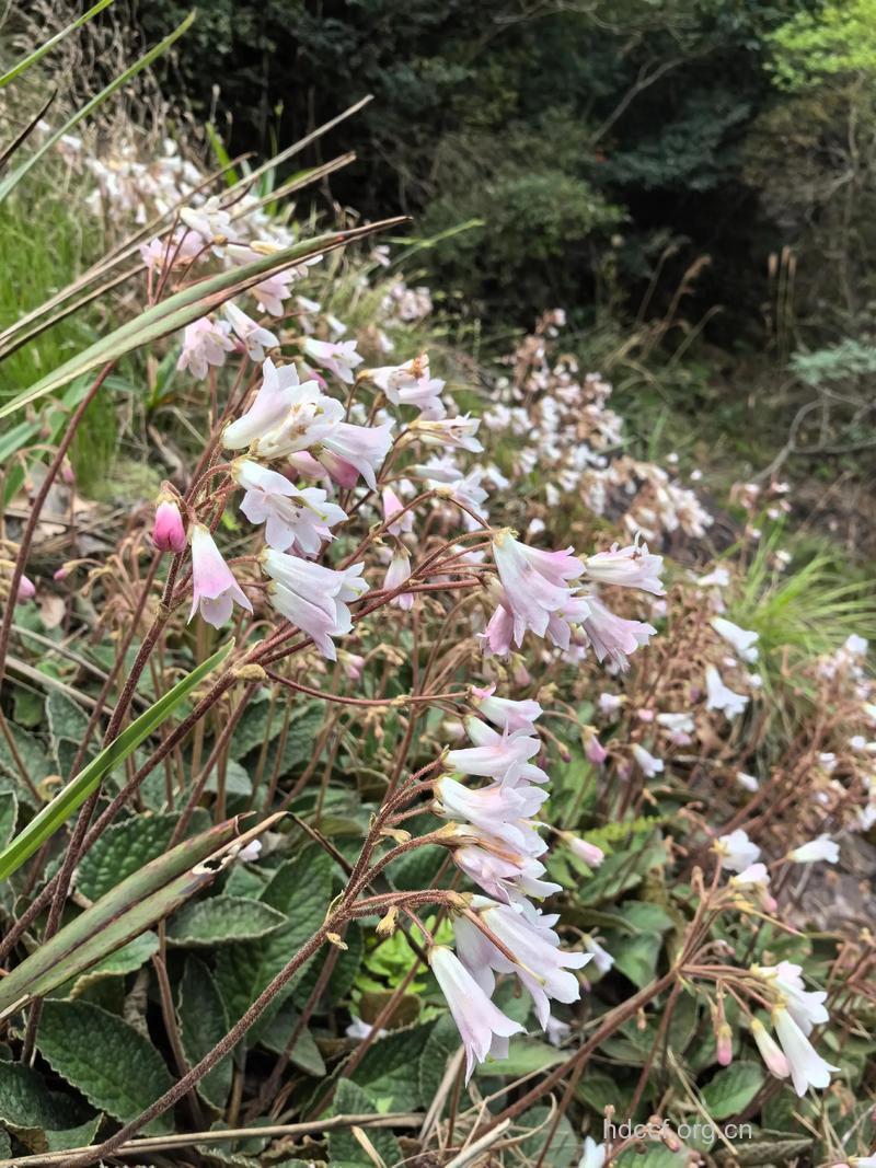 浙皖粗筒苣苔的功效与作用
