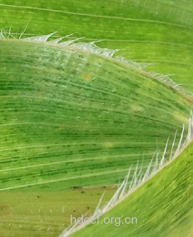 玉蜀黍叶的功效与作用