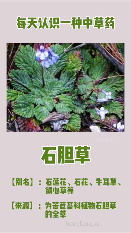 石胆草的功效与作用