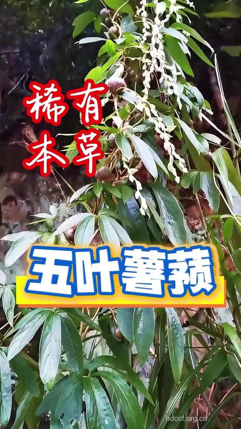 五叶薯的功效与作用