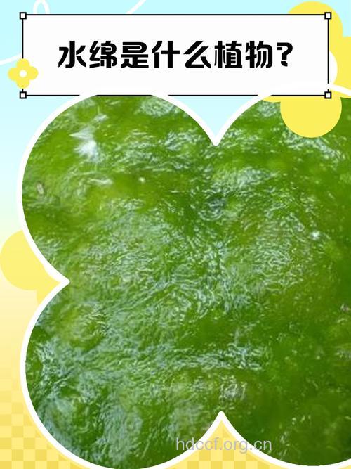 水绵的功效与作用