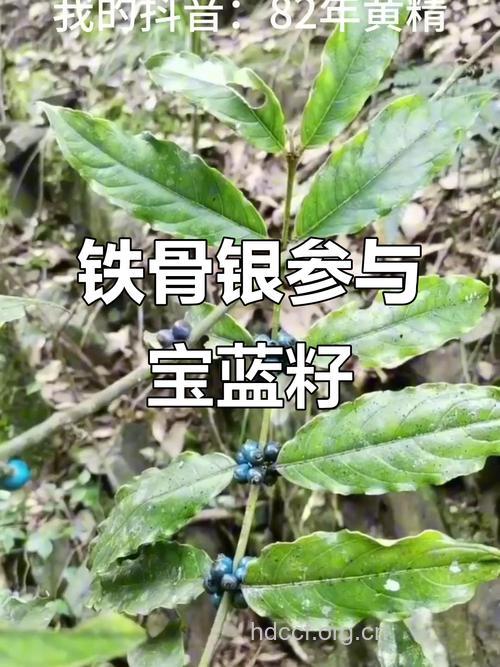 铁骨银参的功效与作用