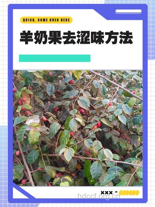 羊奶果的涩味怎么去除