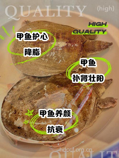 甲鱼头的功效与作用