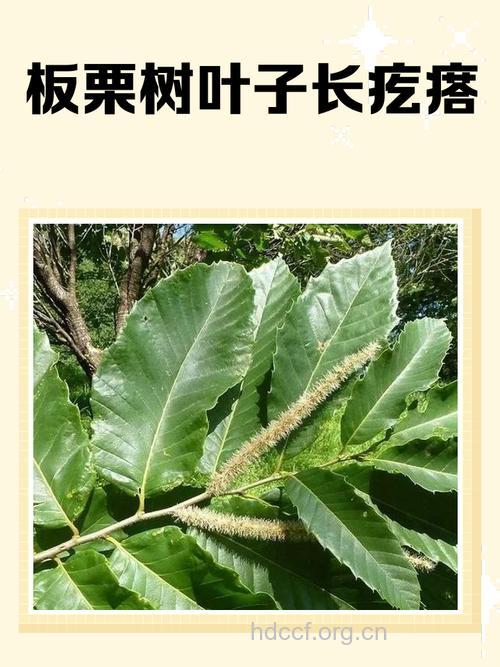 石栗叶的功效与作用